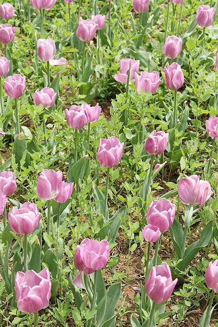 Лоян, Лоянский Сад Тюльпанов и Пионов (Luoyang, Tulip and Peony Garden)