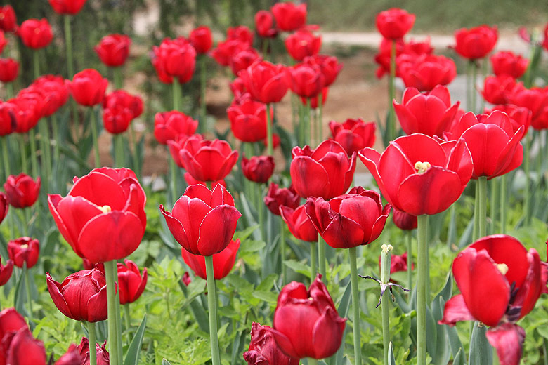 Лоян, Лоянский Сад Тюльпанов и Пионов (Luoyang, Tulip and Peony Garden)