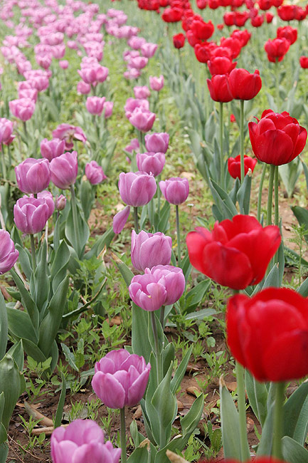 Лоян, Лоянский Сад Тюльпанов и Пионов (Luoyang, Tulip and Peony Garden)