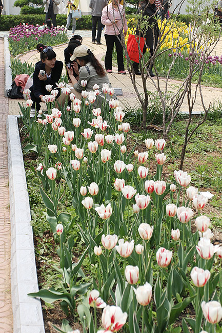 Лоян, Лоянский Сад Тюльпанов и Пионов (Luoyang, Tulip and Peony Garden)