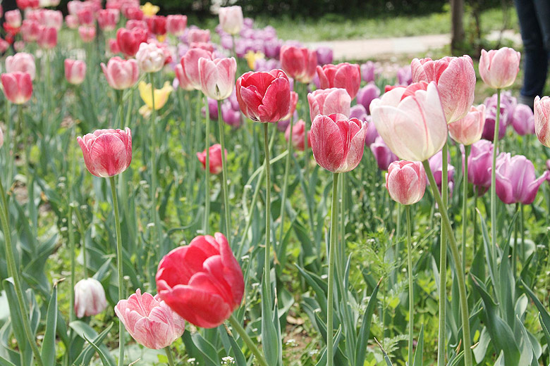 Лоян, Лоянский Сад Тюльпанов и Пионов (Luoyang, Tulip and Peony Garden)