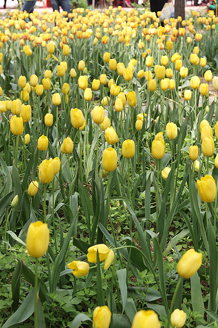 Лоян, Лоянский Сад Тюльпанов и Пионов (Luoyang, Tulip and Peony Garden)