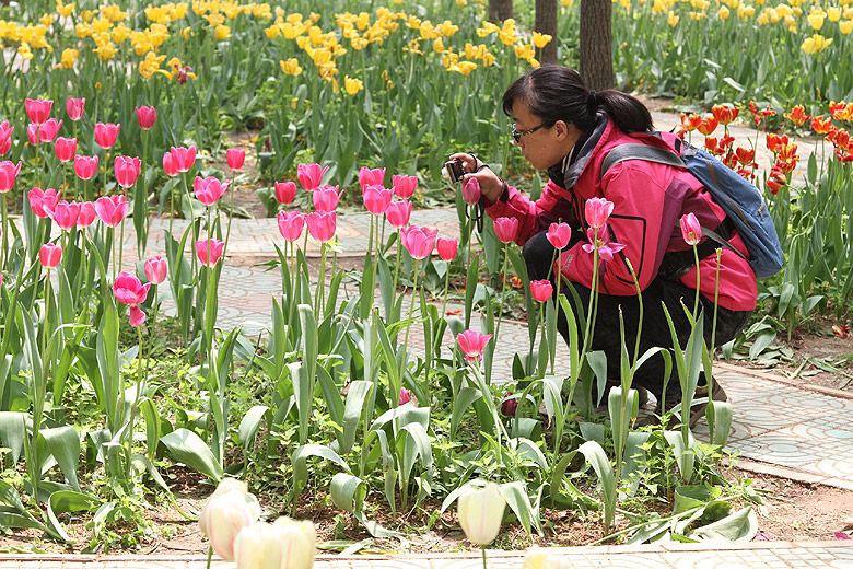 Лоян, Лоянский Сад Тюльпанов и Пионов (Luoyang, Tulip and Peony Garden)