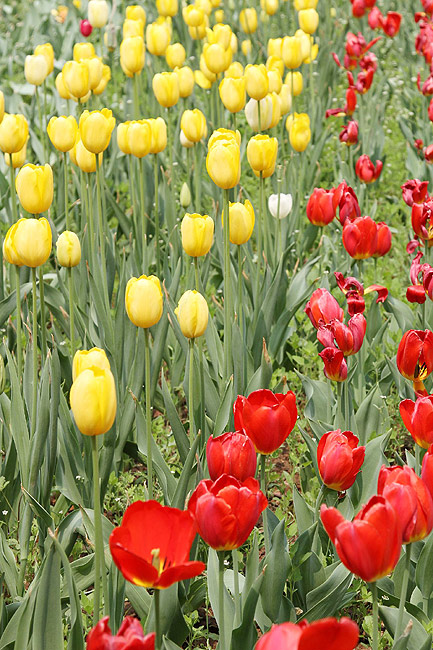 Лоян, Лоянский Сад Тюльпанов и Пионов (Luoyang, Tulip and Peony Garden)