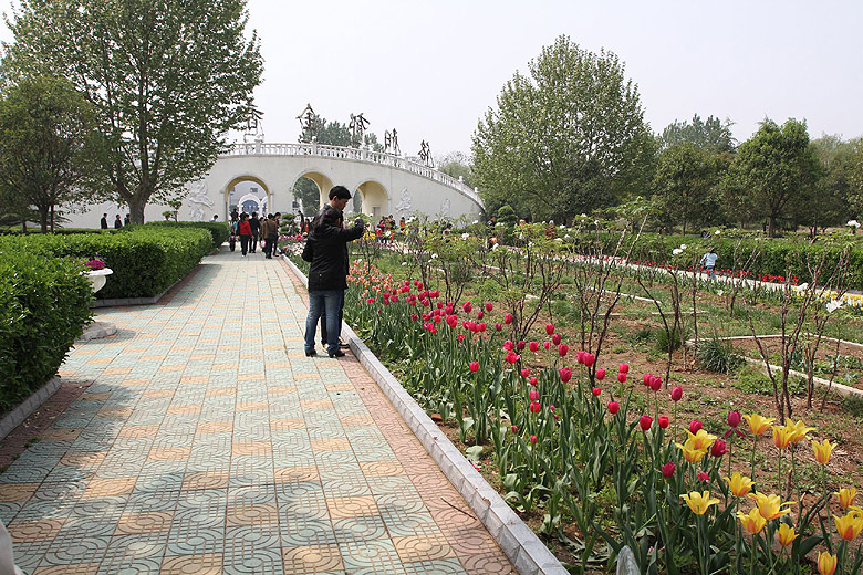 Лоян, Лоянский Сад Тюльпанов и Пионов (Luoyang, Tulip and Peony Garden)