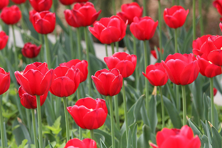 Лоян, Лоянский Сад Тюльпанов и Пионов (Luoyang, Tulip and Peony Garden)