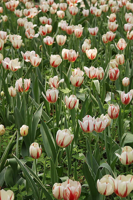 Лоян, Лоянский Сад Тюльпанов и Пионов (Luoyang, Tulip and Peony Garden)