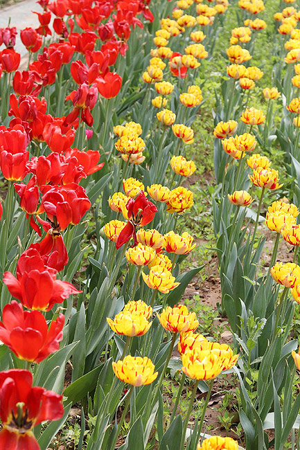 Лоян, Лоянский Сад Тюльпанов и Пионов (Luoyang, Tulip and Peony Garden)