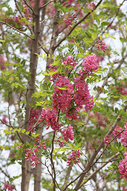 Лоян, Лоянский Сад Тюльпанов и Пионов (Luoyang, Tulip and Peony Garden)