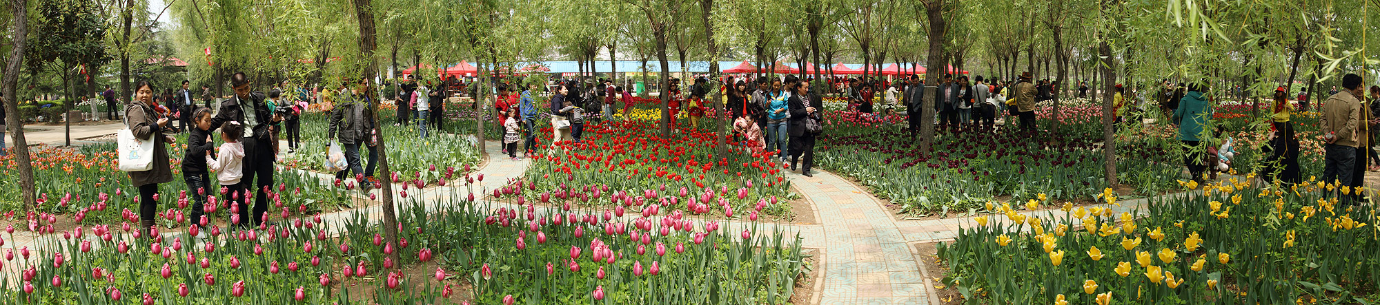 Лоян, Лоянский Сад Тюльпанов и Пионов (Luoyang, Tulip and Peony Garden)