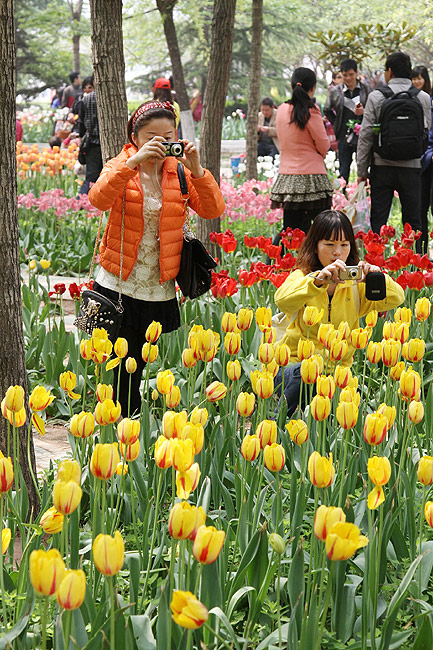 Лоян, Лоянский Сад Тюльпанов и Пионов (Luoyang, Tulip and Peony Garden)