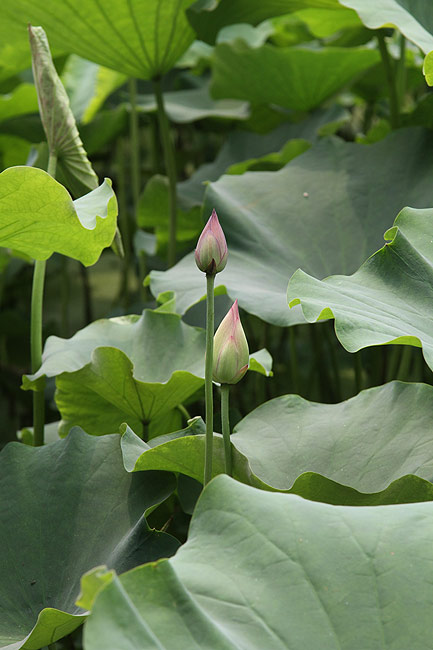 Лоян, Храм Белой Лошади, Пруд лотосов перед главными воротами (Luoyang, White Horse Temple, Lotus pond in front of the Main Gate)