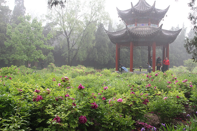 Лоян, Храм Белой Лошади, Павильон с пионами (Luoyang, White Horse Temple, Peony Pavilion)